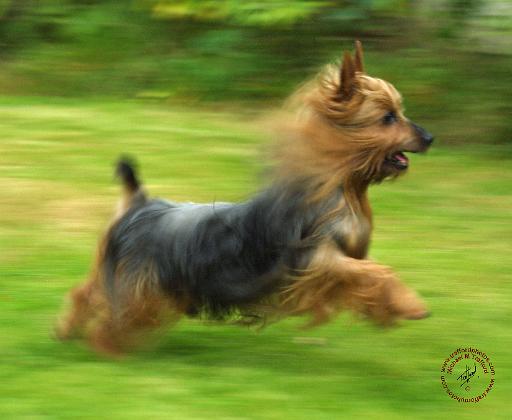 Australian Silky Terrier 9B19D-03.JPG
